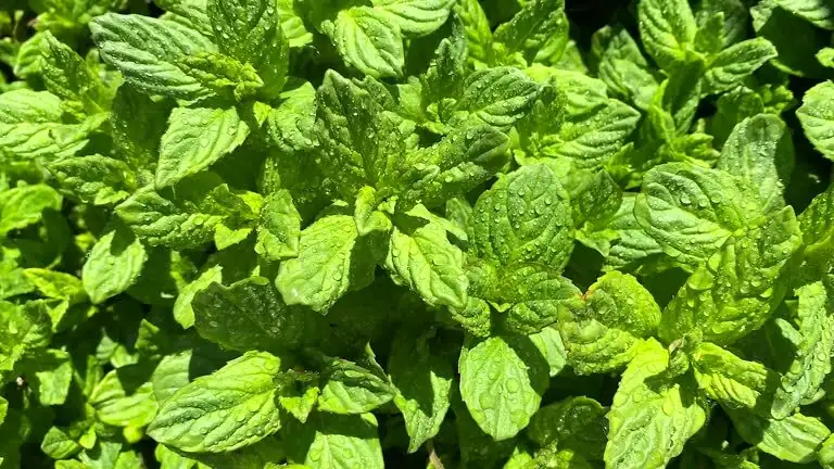 Freshness, Clarity, and Welcome: The Flower Language of Peppermint—Where It Came From and Why It Endures