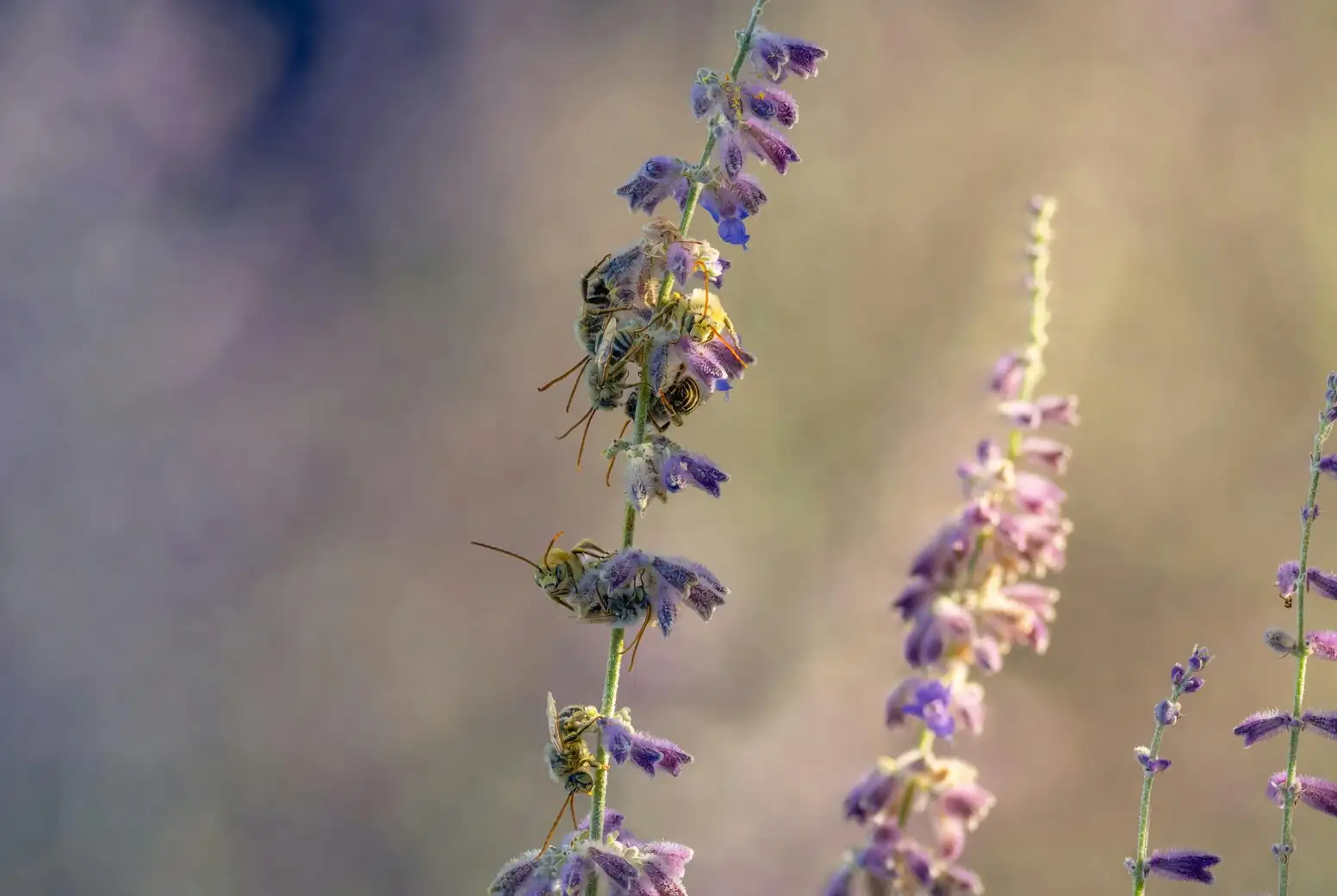 peppermint flowers with bees