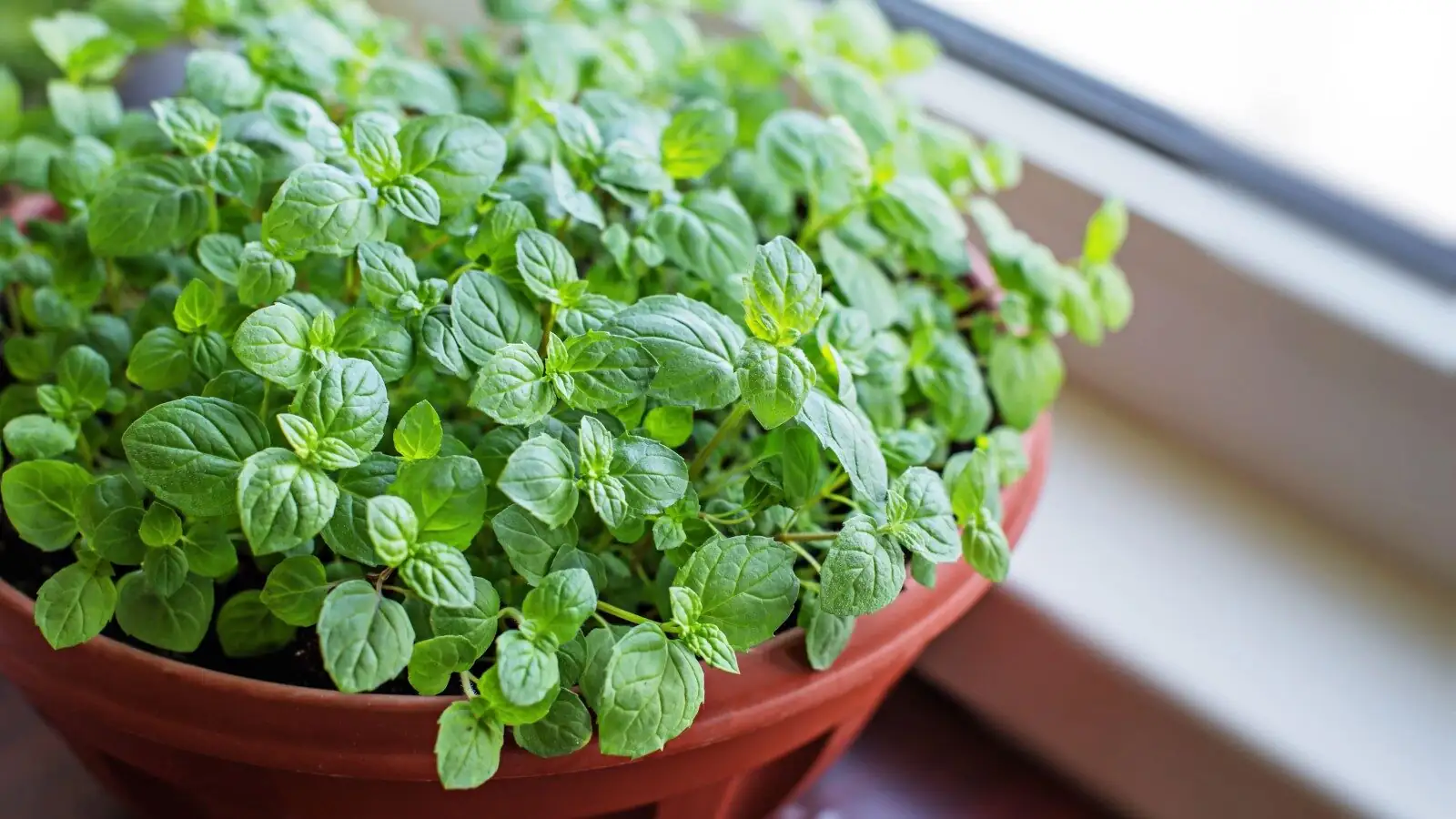 peppermint in kitchen windowsill