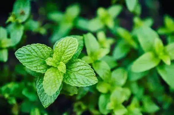 Two Weeks to a New Patch: The Peppermint Propagation Masterclass (Cuttings, Division, and Seed Know-How)