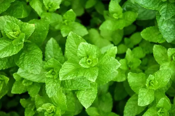 peppermint tip cuttings in perlite