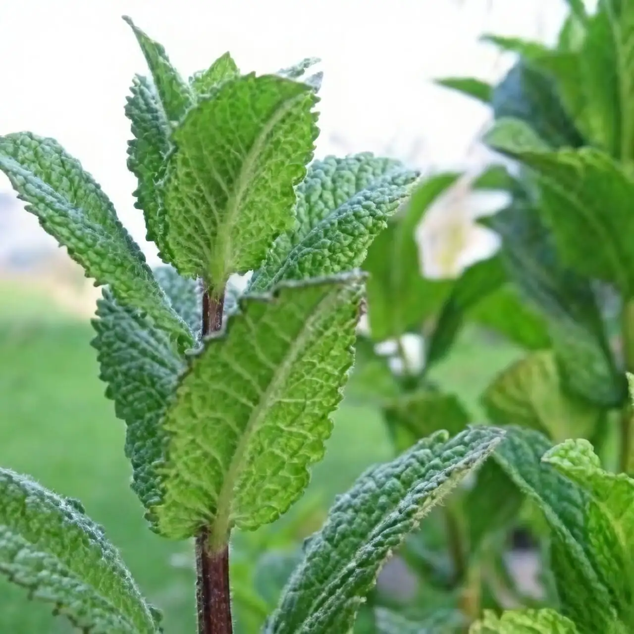 peppermint seeds surface sowing tray