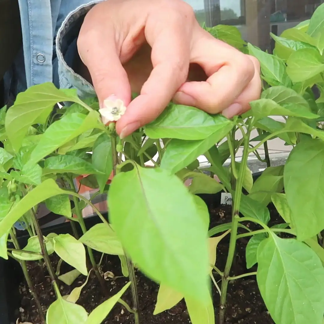 peppermint pinching tips fingers