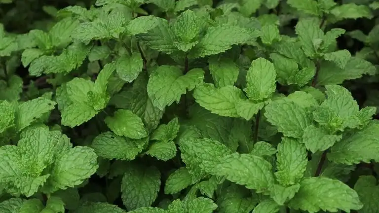 Can Mint Really Deter Pests? Smart Companion Strategies Without a Garden Takeover