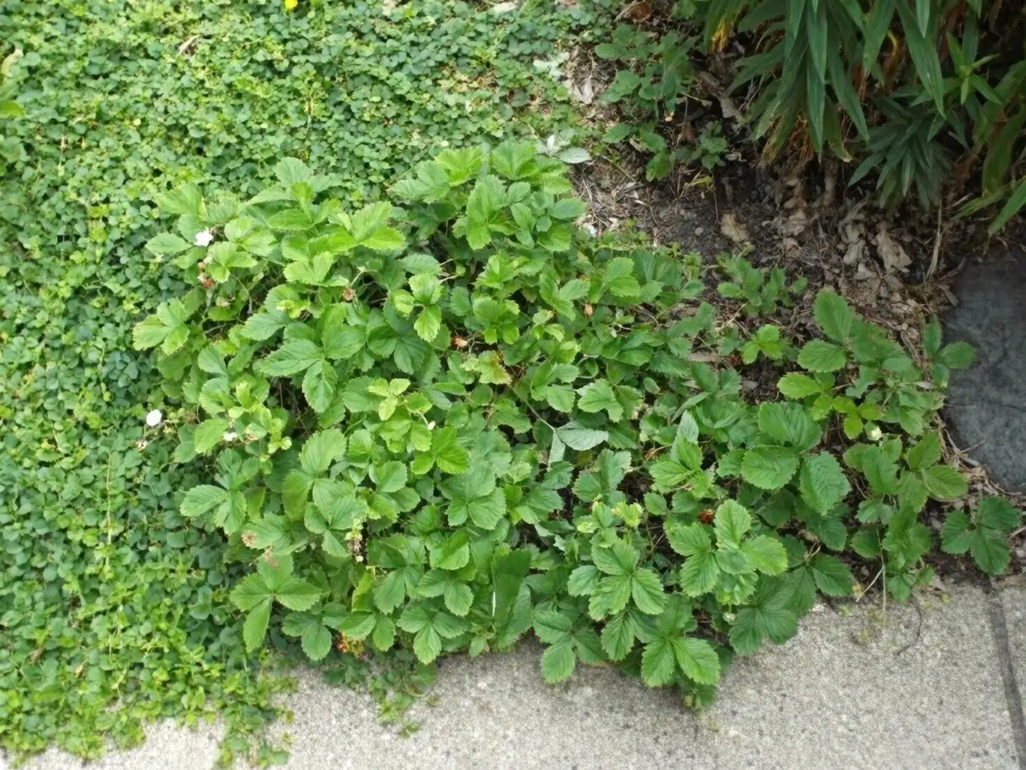 peppermint along strawberry row garden