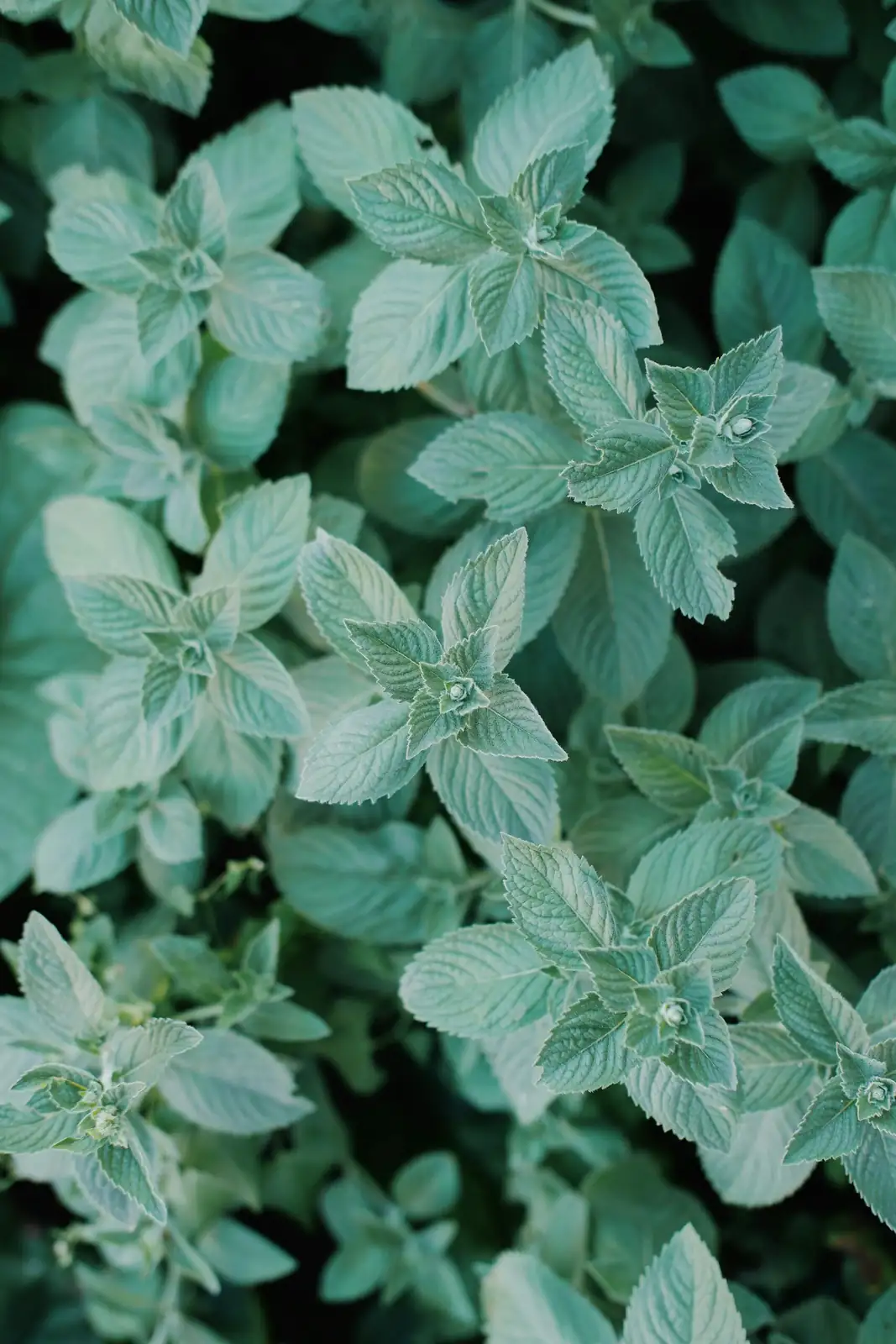 peppermint pot sunk in soil