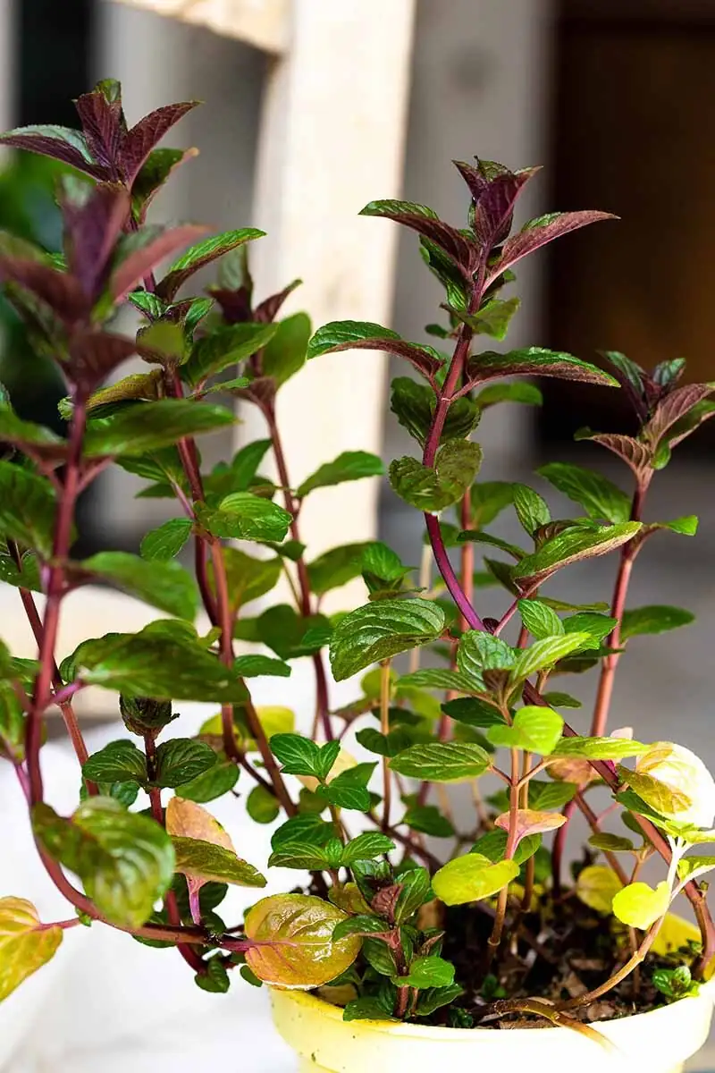 watering peppermint in container garden