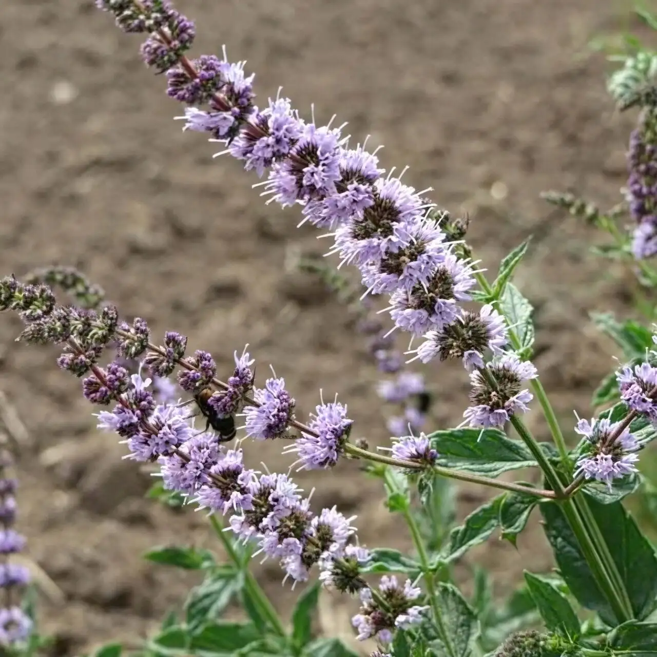 peppermint flower spikes with bee
