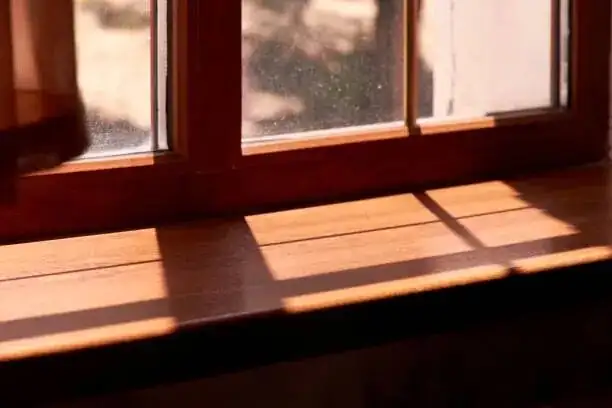 peppermint south-facing window filtered light