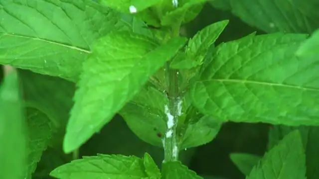 peppermint pruning by hand indoors