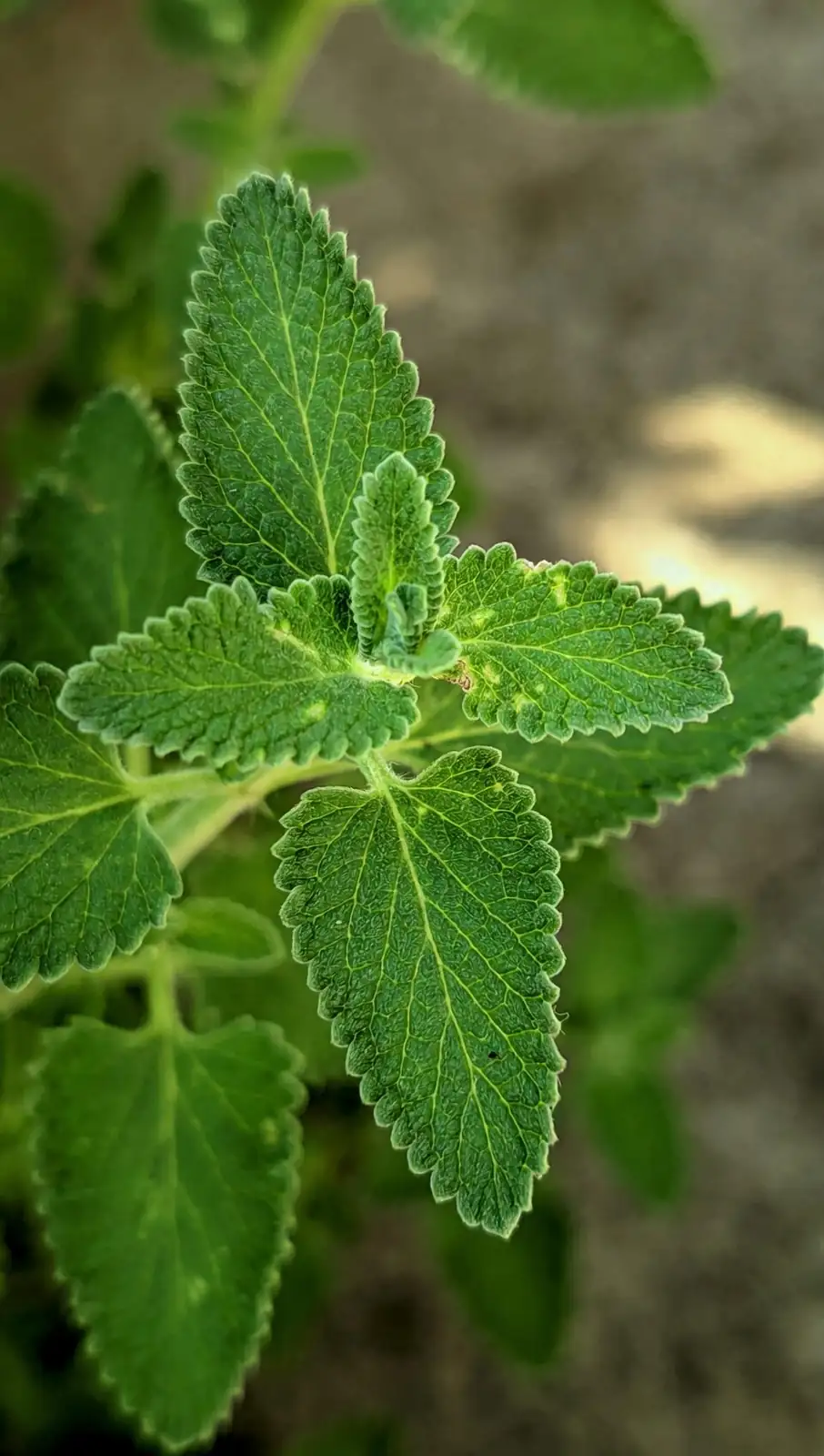 peppermint repotting rhizomes close-up