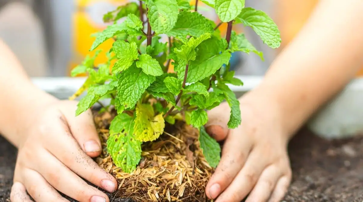 peppermint container watering soil level