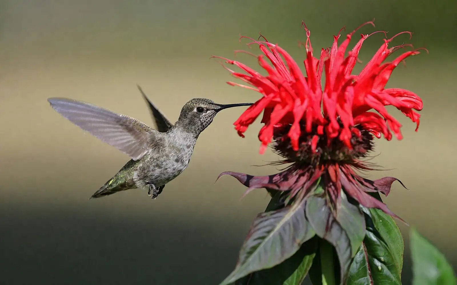 peppermint and bee balm pollinator bed