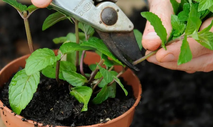 peppermint harvest pruning shears
