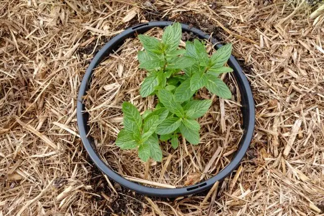 peppermint pot in ground barrier