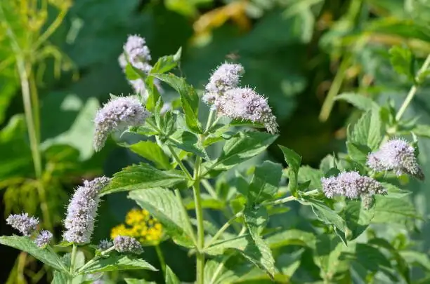 peppermint harvest mid-morning pre-bloom