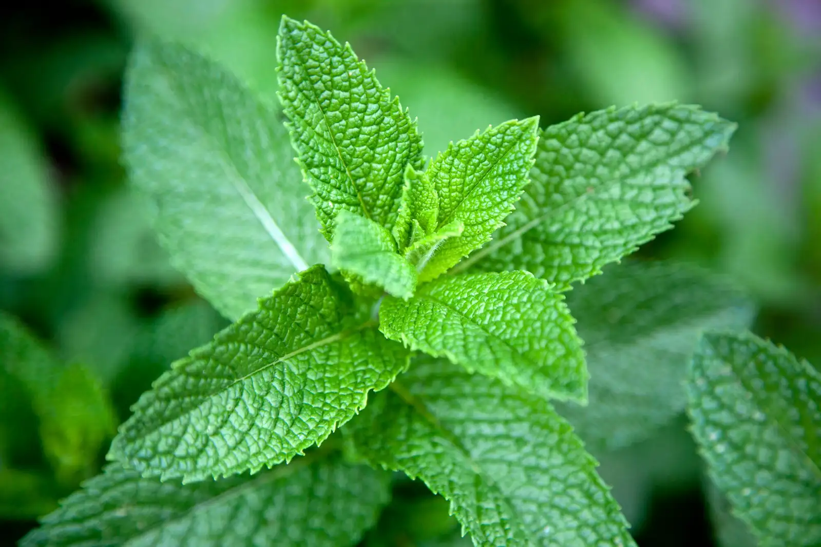 peppermint cutting above node close-up