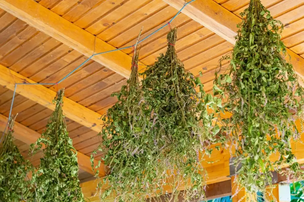 peppermint air drying bundles shade