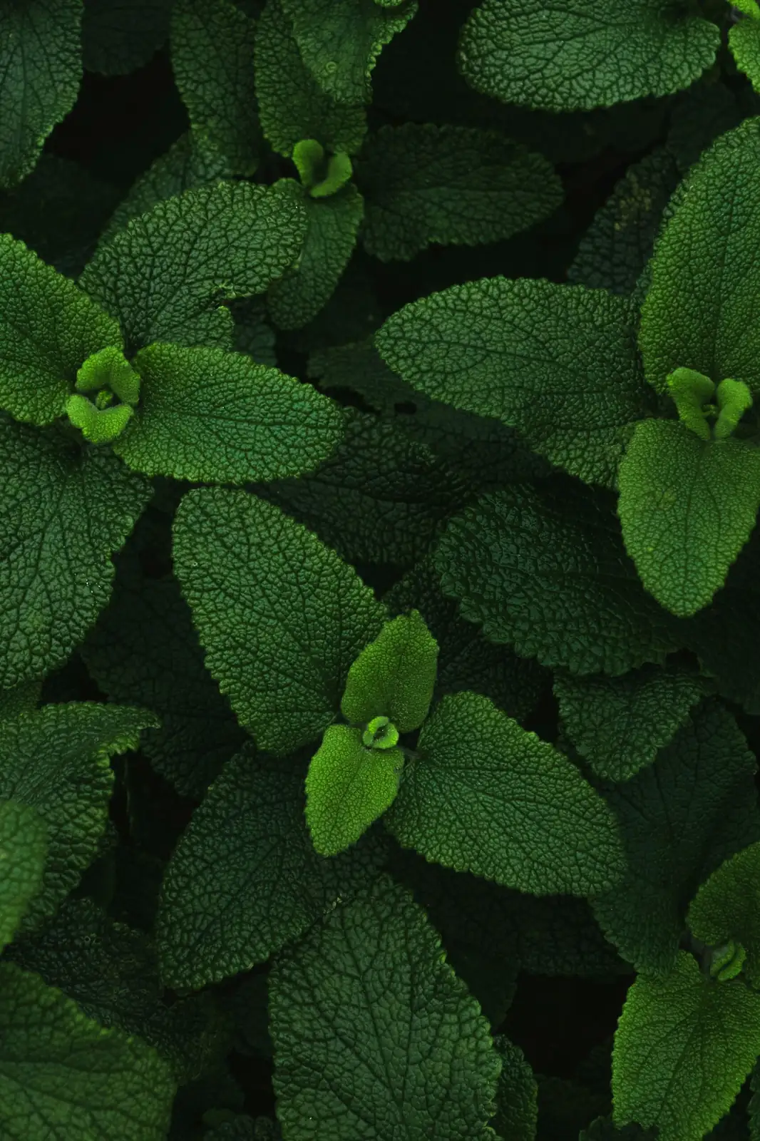 peppermint root barrier installation