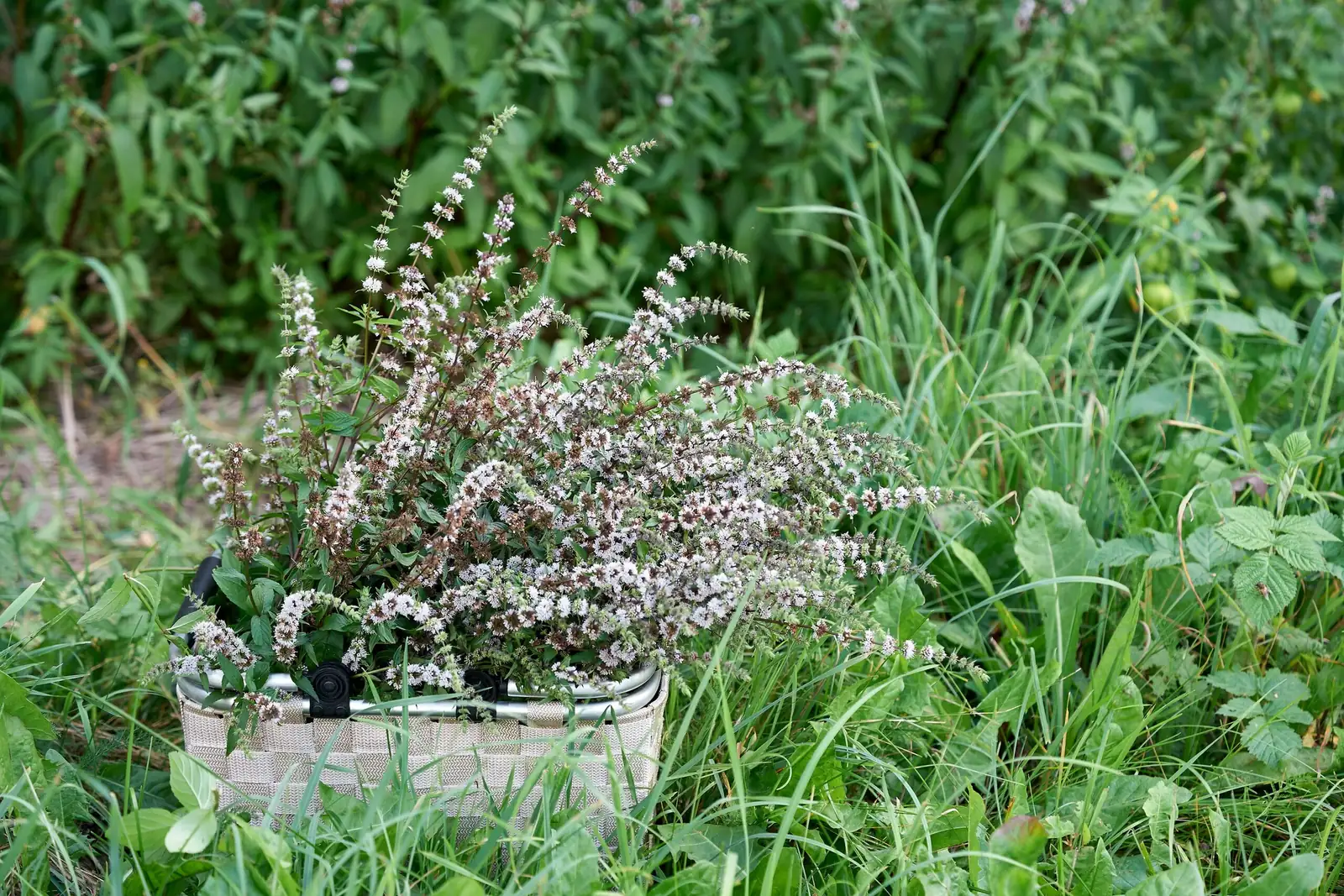 peppermint sunken pot garden