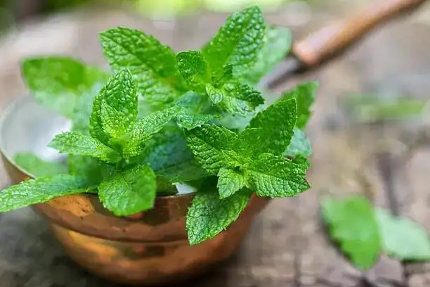 peppermint on Mediterranean table