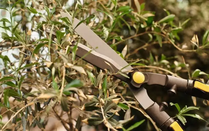 peppermint pruning shears leaving 10 cm