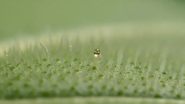 peppermint leaf trichomes macro