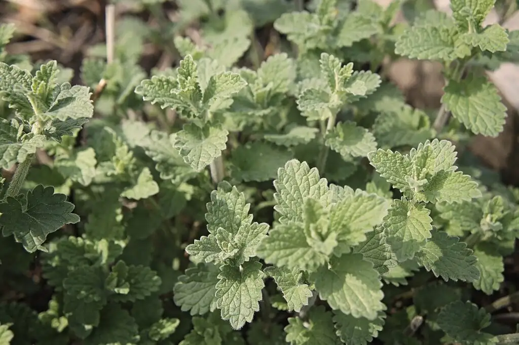 peppermint vs catnip leaves close-up