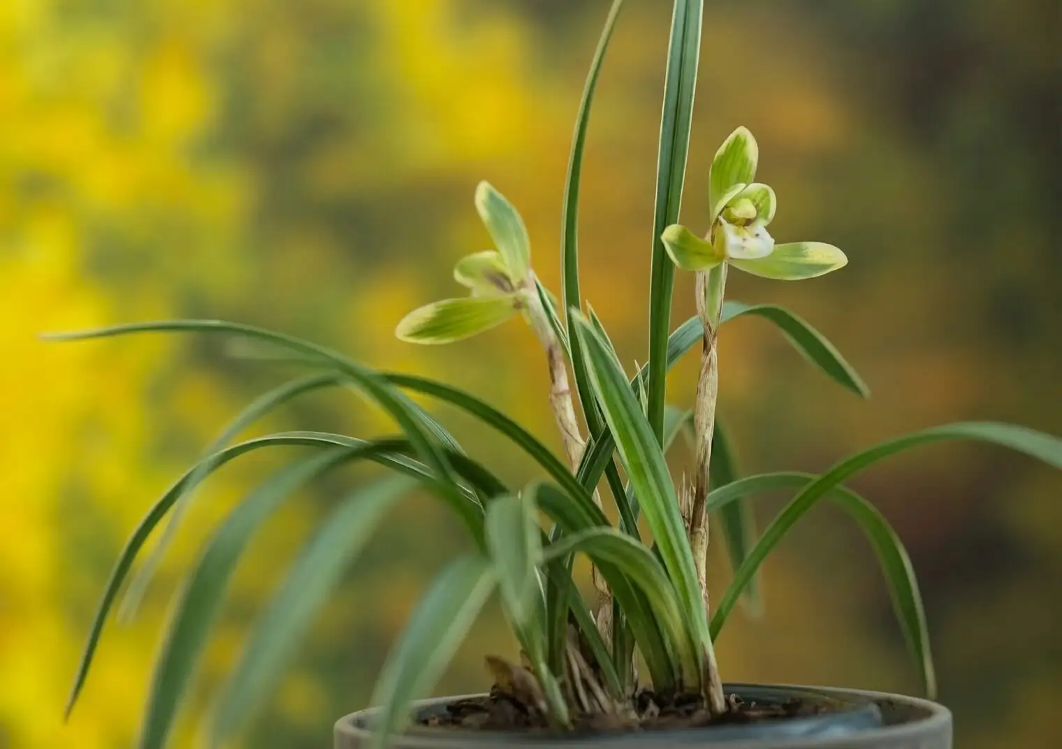 Cool Nights, Sweet Blooms: The Cymbidium goeringii Care Playbook for Dry-Climate Homes
