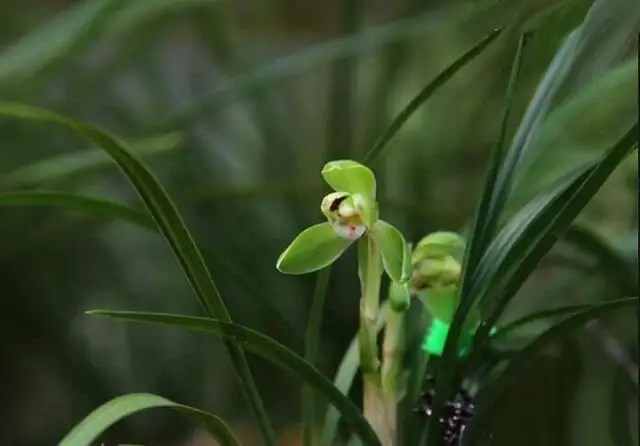cymbidium goeringii shade cloth fan