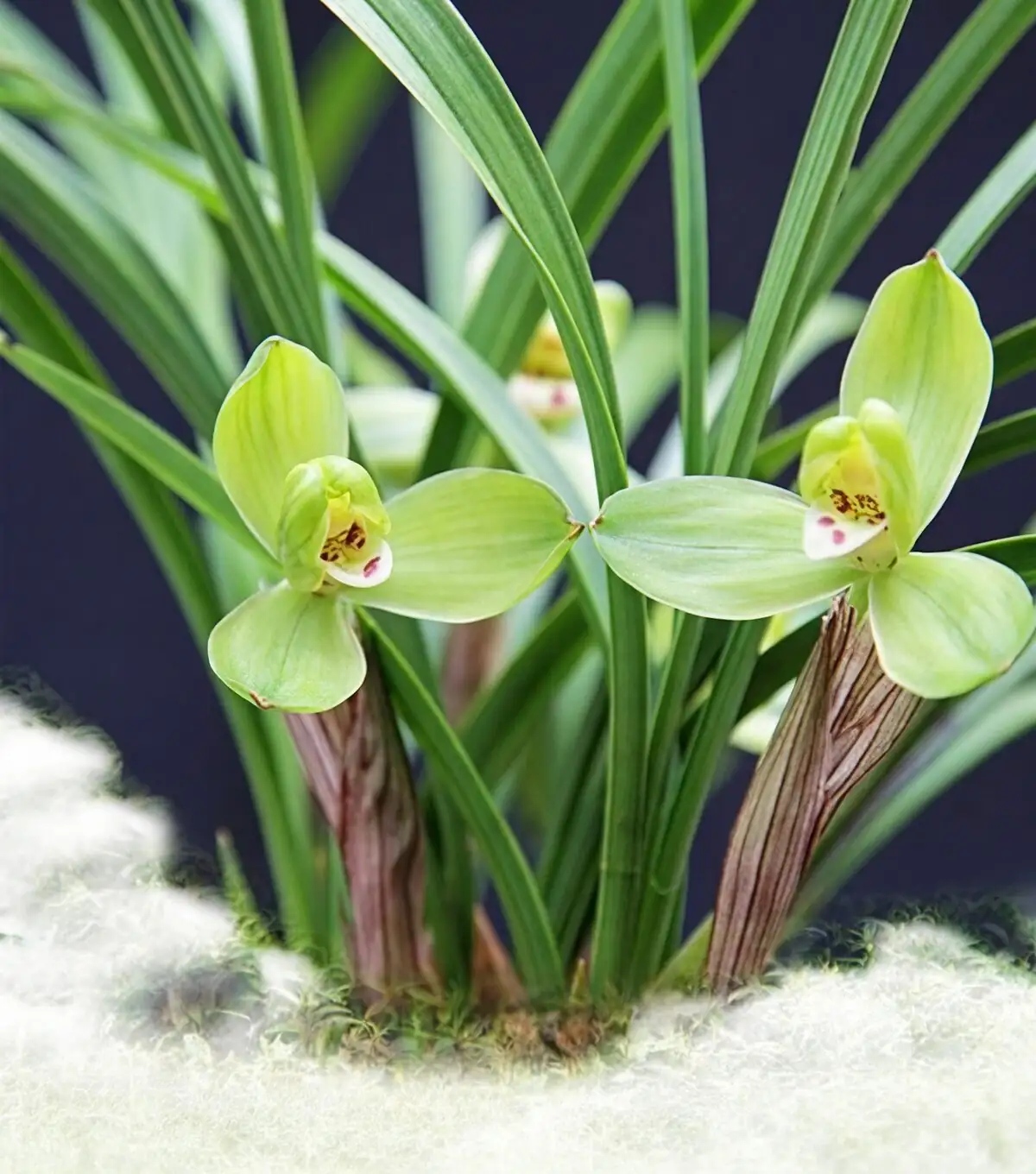 Leaf Spots, Soft Rot, and Shrinking Clumps? A No-Panic Rescue Guide for Spring Orchid