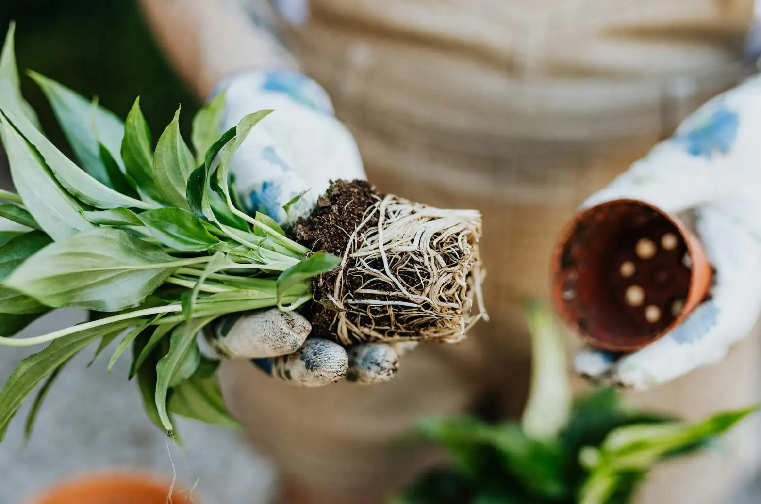 cymbidium goeringii repotting tools and roots