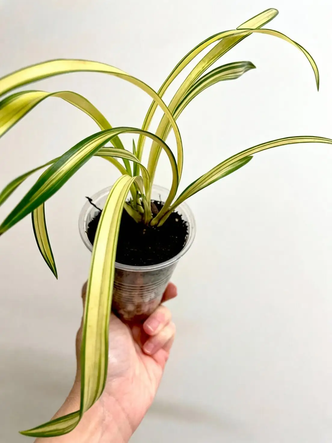 cymbidium goeringii leaf spot close-up