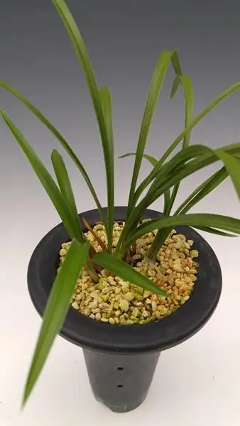 cymbidium goeringii tall pot akadama