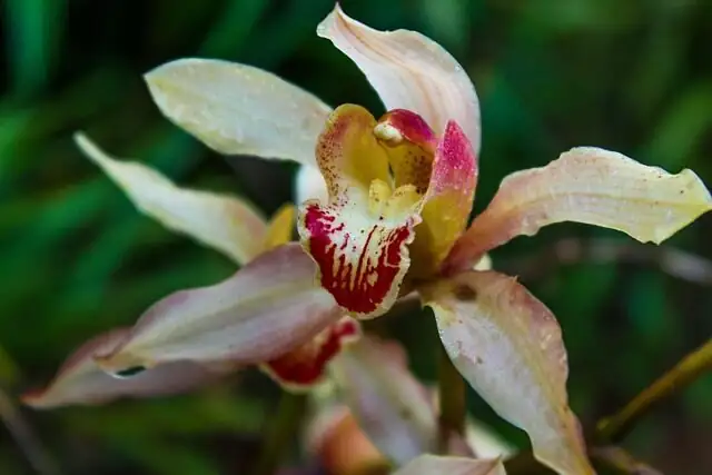 Why Does a Green Flower Smell So Luxurious? 7 Quirky Truths About Cymbidium goeringii