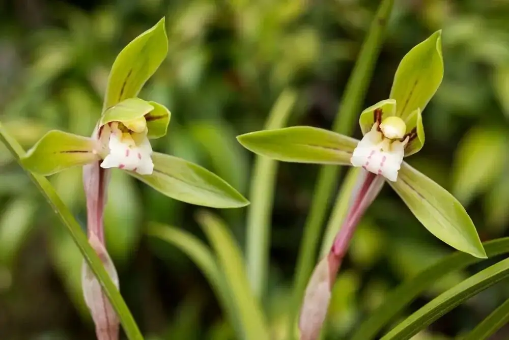 Flower Language of the Spring Orchid: From Confucius to Hanakotoba—What ‘Lan’ Really Says