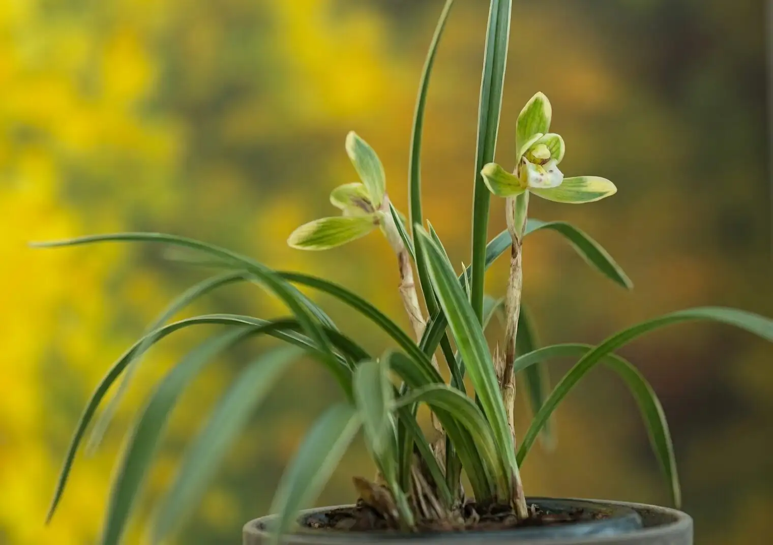 Cymbidium goeringii tokonoma display