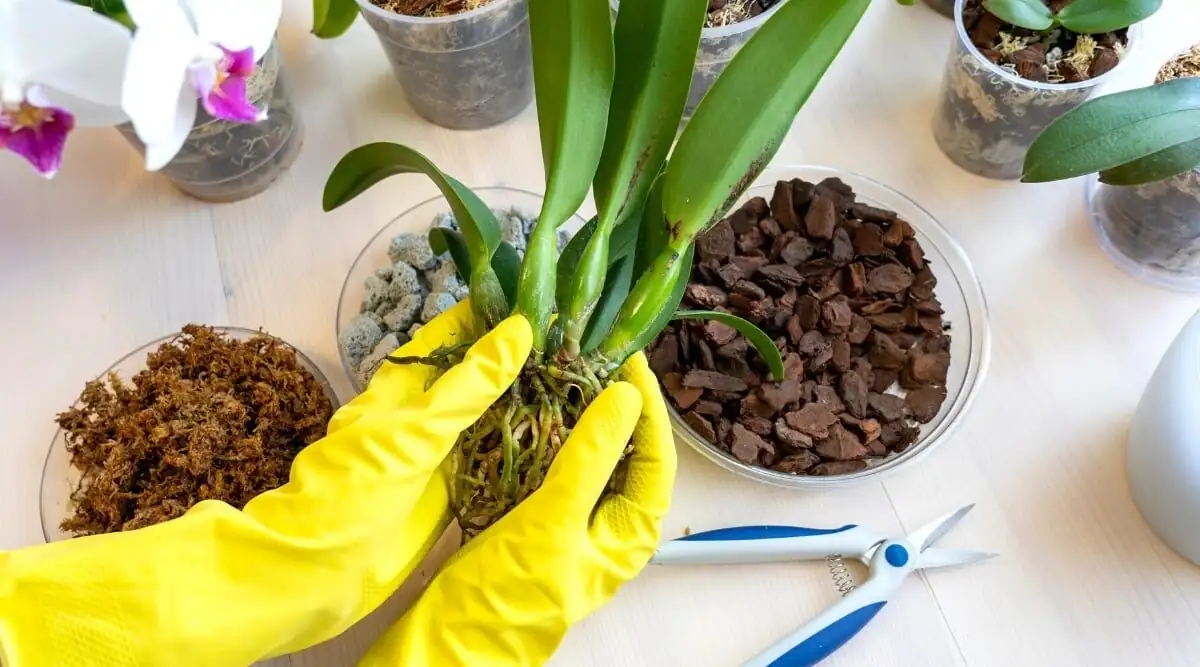Cymbidium goeringii potting mix close-up