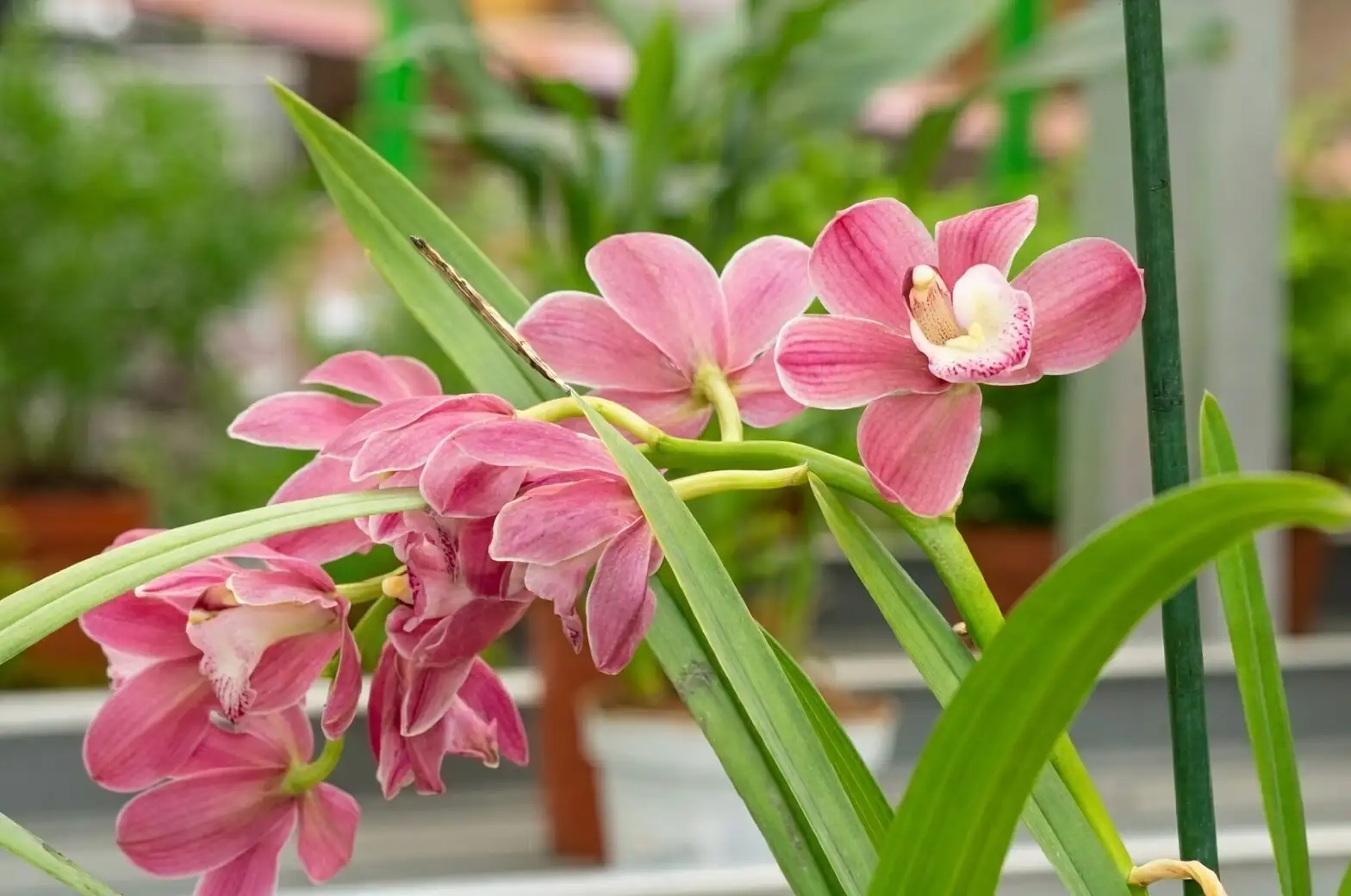Division Without Drama: A Cymbidium goeringii Propagation Masterclass (March & September Timing Explained)