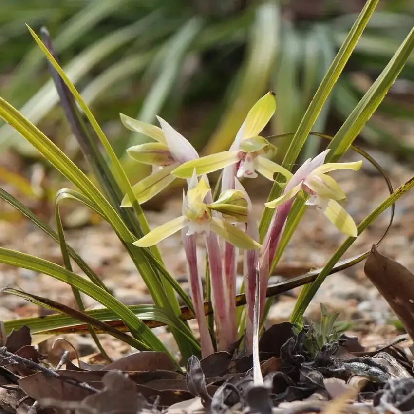 Cymbidium goeringii root tips close up