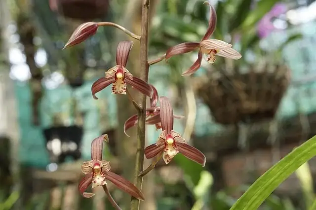 Cymbidium goeringii bright shade airflow