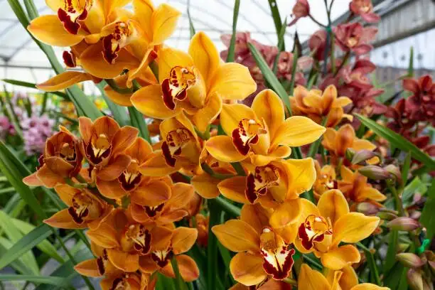 Design a Winter Fragrance Nook: Styling Cymbidium goeringii with Trays, Moss, and Gentle Light