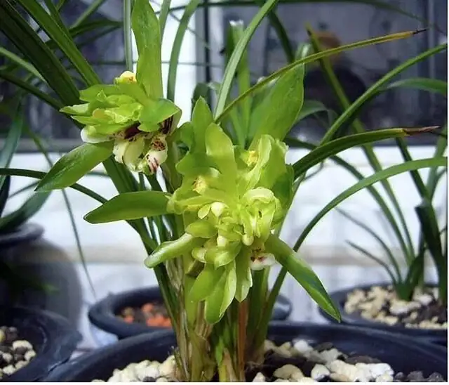cymbidium goeringii behind sheer curtains