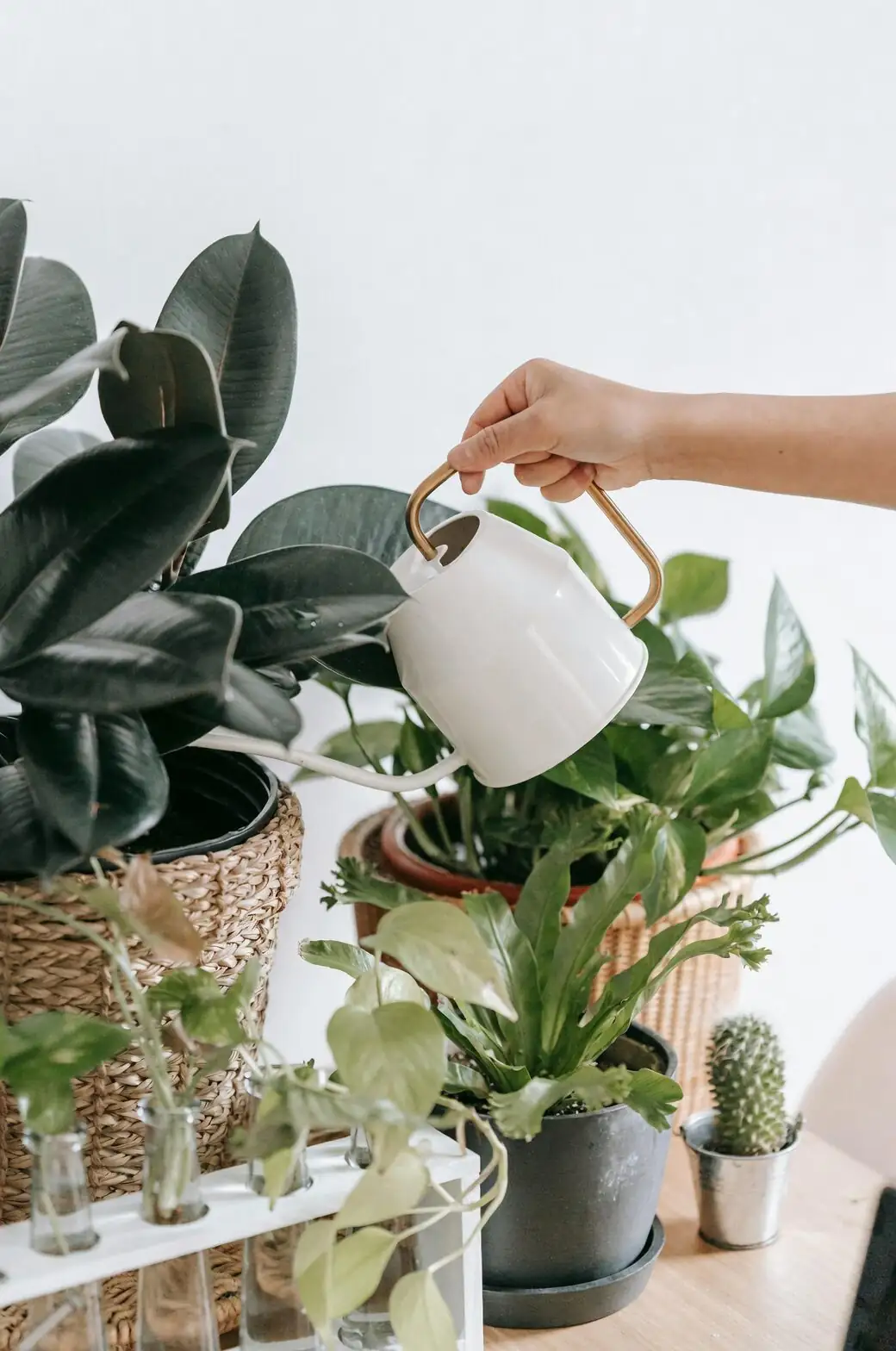 watering cymbidium goeringii with jug