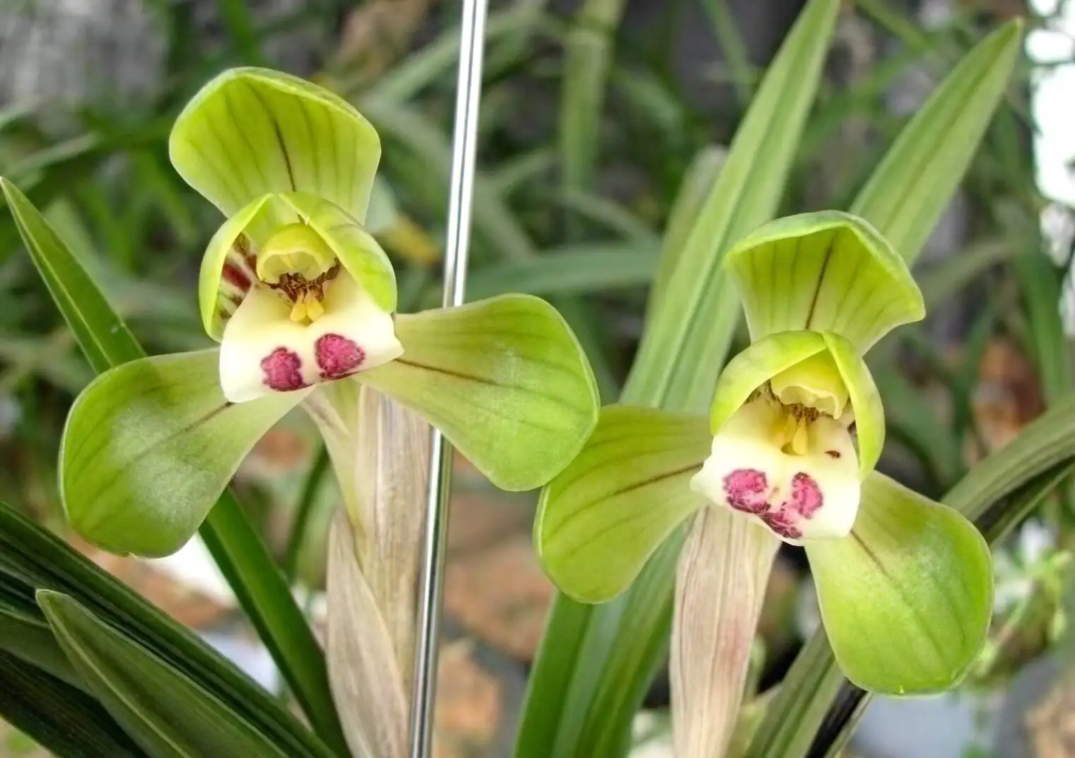 cymbidium goeringii winter fragrance nook