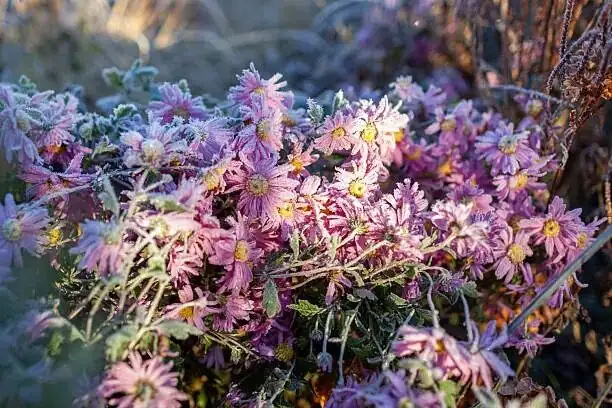 Your 12-Month Spring Orchid Calendar: Shade Percentages, Watering Windows, and Micro-Dose Feeding