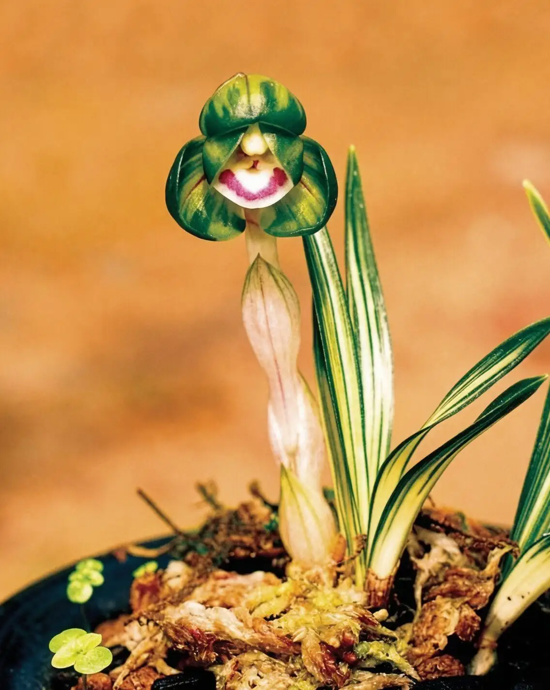 cymbidium goeringii watering can close-up