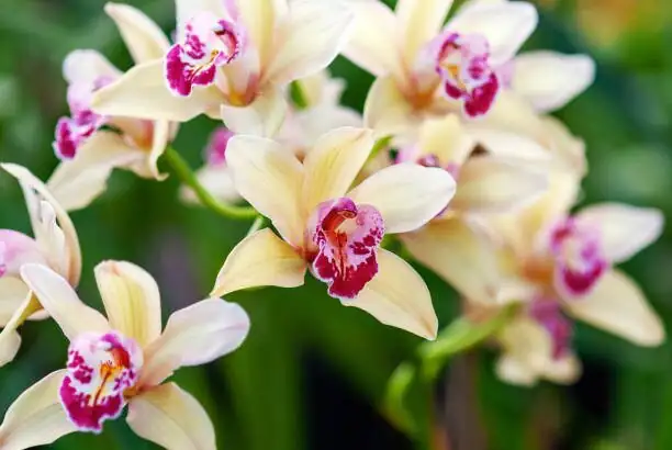 cymbidium goeringii repotting roots close-up