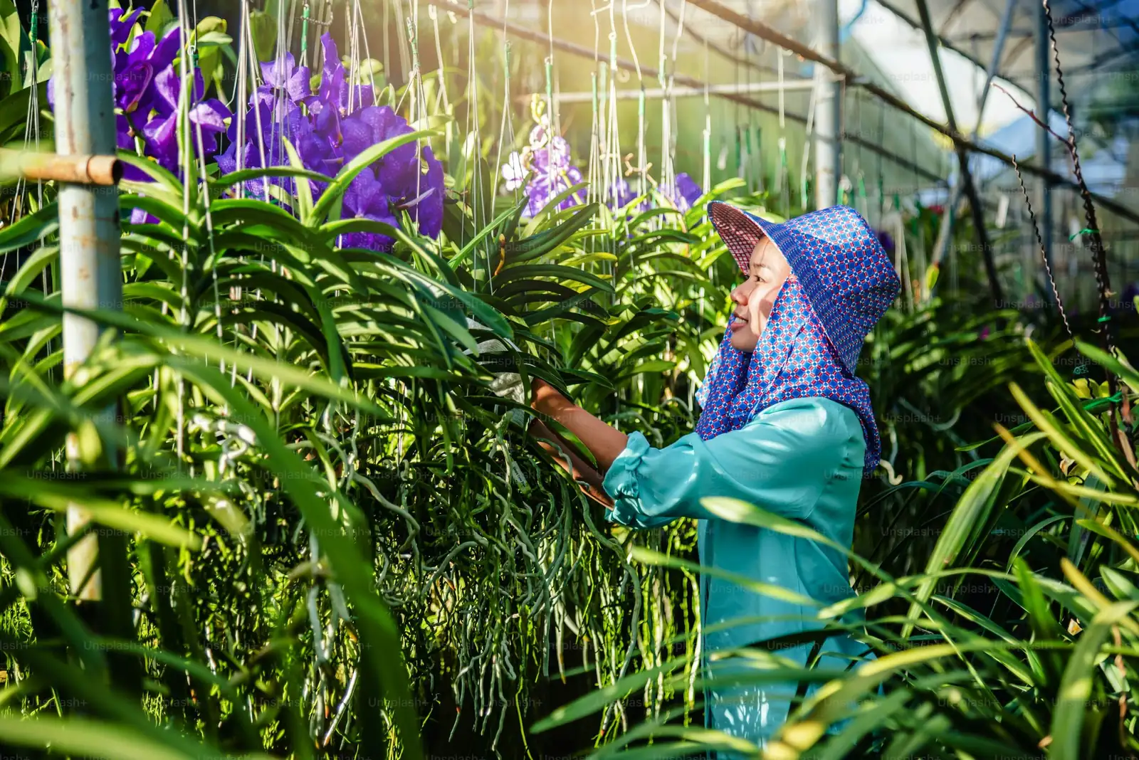 cymbidium goeringii nursery plant selection