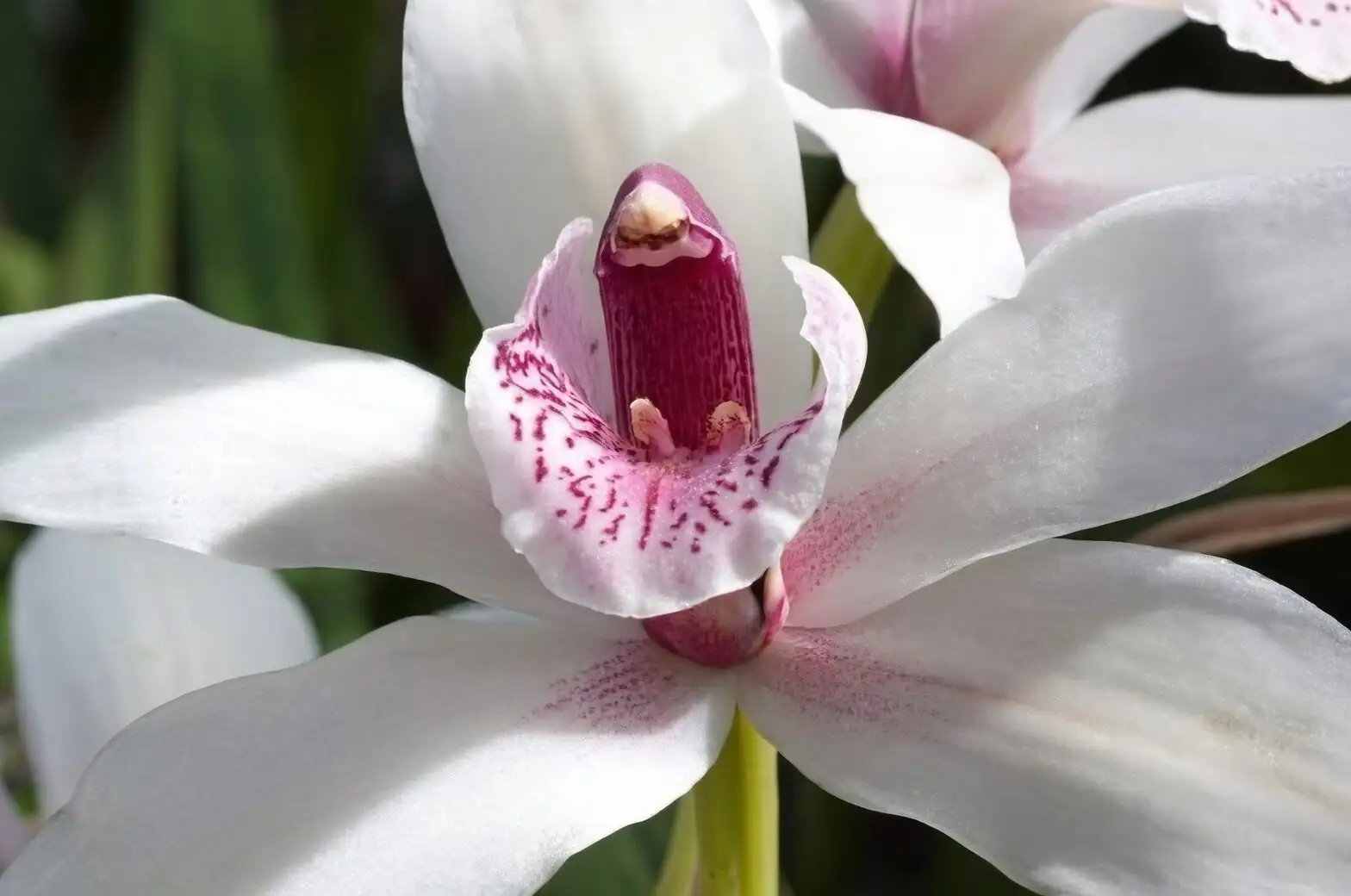 Tea, Incense, and an Orchid: A Mini Ritual for Savoring Cymbidium goeringii’s Legendary Perfume
